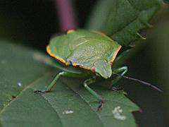Stink Bug